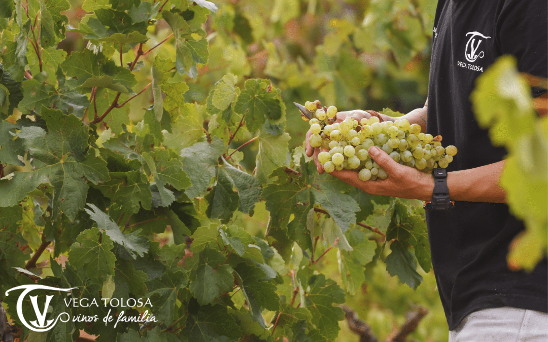 Vinos blancos de la Manchuela: Características y tipos.