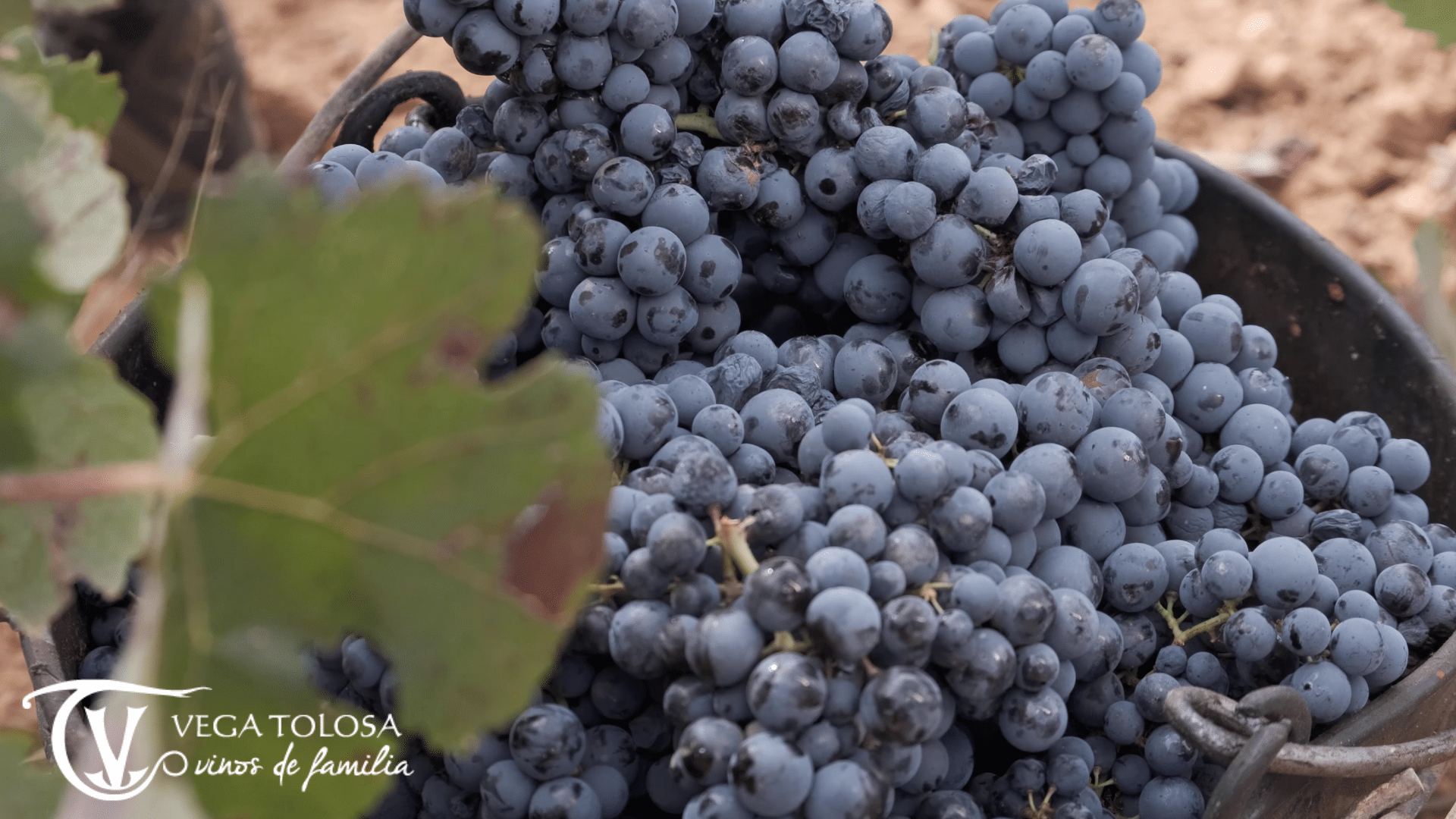 Vinos tintos de La Manchuela: características