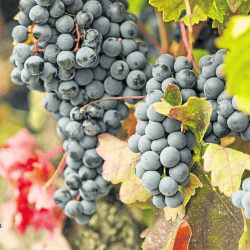 Vega Tolosa: Bodegas Singulares en la Manchuela