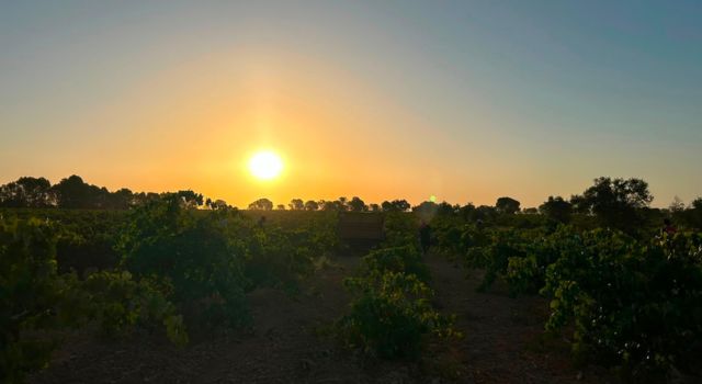 Un fin de semana entre viñedos, vino y pueblos con encanto